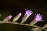 Fewflower blazing star